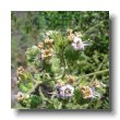 branching phacelia